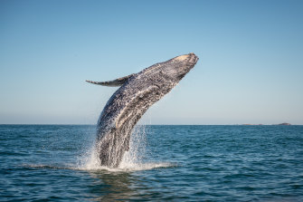 Humpback whales, like humans, also use the Gold Coast for a good time, new research has found.