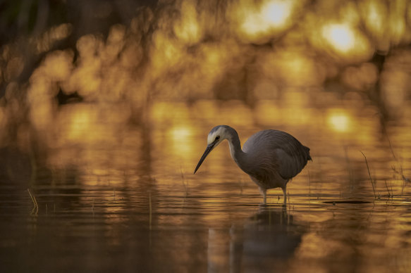 Special Theme: Wading Birds of The Australian Floodplains category winner Jambalaya on the Bayou.