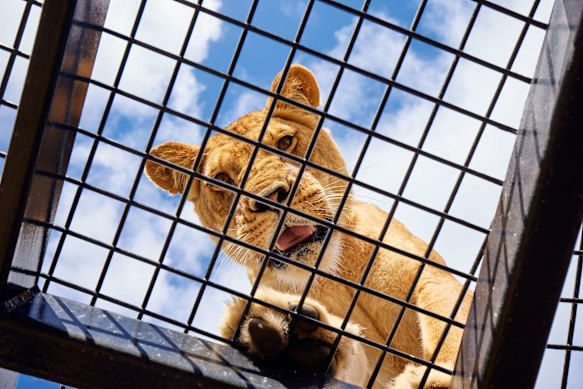 How you feline? A lion at Monarto Safari Park in South Australia.