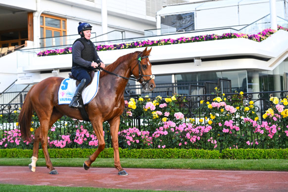 Vauban, ridden by David Casey, at Flemington in the lead-up to the Cup.