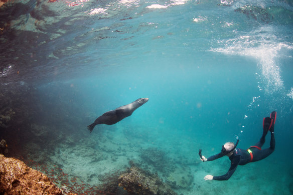 A sea lion joins snorkellers at Rabida Island.