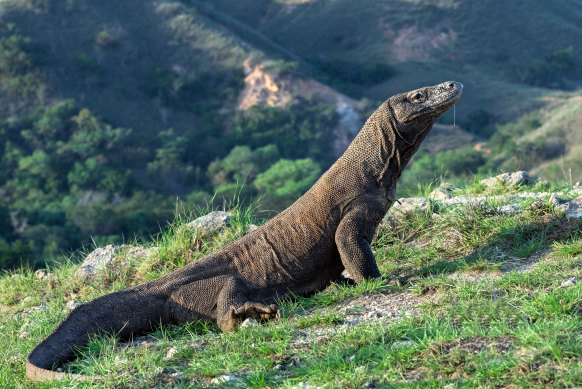 Today, Komodo dragons are restricted to a handful of islands in Indonesia’s Lesser Sunda group.  