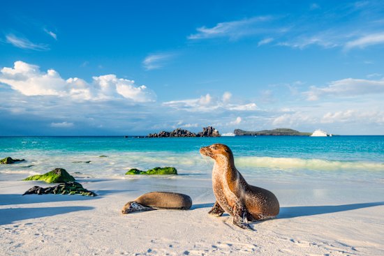 Galápagos sea lions 