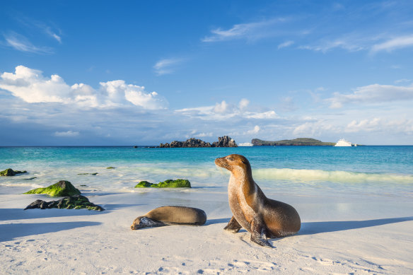 Galápagos sea lions 