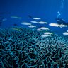 The reef is dying. So why can up to 190 tonnes be chopped out each year?