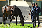 James J Braddock (Joseph O’Brien/Craig Williams): Lightly-raced gelding having his first Australian start and brings a solid career record to the Cup, with two wins and three placings from eight starts. The four-year-old presents as a good chance and Willow in the saddle can’t hurt either.