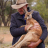 A snuggle with one of his adopted kangaroos.