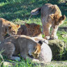 What to get a lioness for Mother’s Day: Blood, meat iceblock treats