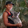 Lone Pine sanctuary in Brisbane bans koala cuddles