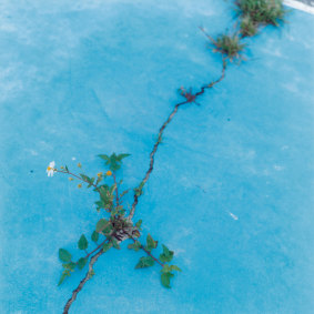 Cobler's pegs emerging from a crack in the footpath in a photograph by Rinko Kawauchi from <i>Flower: Exploring the World in Bloom</i>.