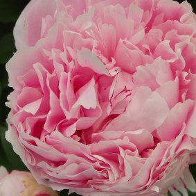 Enjoy the peony display at the Diggers Club Cloudehill Spring Fair this weekend.