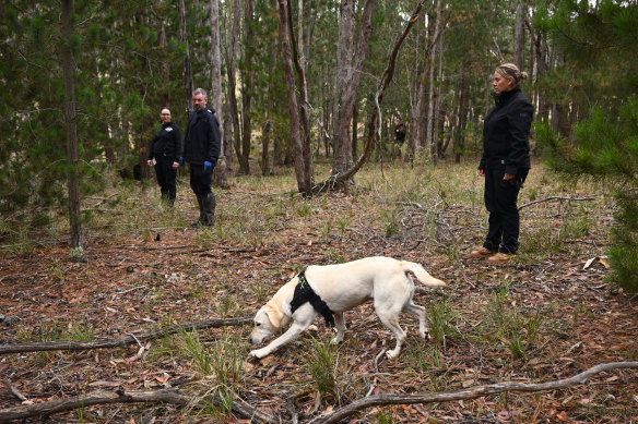 Police use a cadaver dog during the search for the body Samantha Murphy near Enfield State Park on Thursday. 