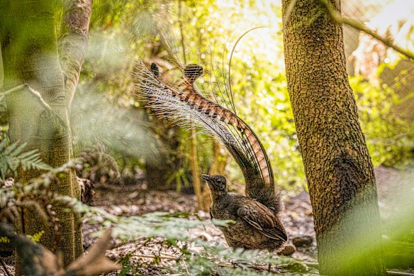 The lyrebird – once hunted for its tail feathers –  was just one of Sharland’s muses.