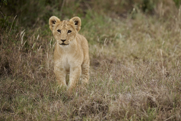 The real deal: a cub in the Ol Pejeta Conservancy.