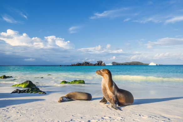 Galápagos sea lions sunbathing on the beach at Espanola island, Galapagos Islands.