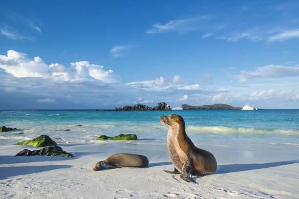 A pair of curious sea lions... up-close wildlife encounters in the Galapagos.