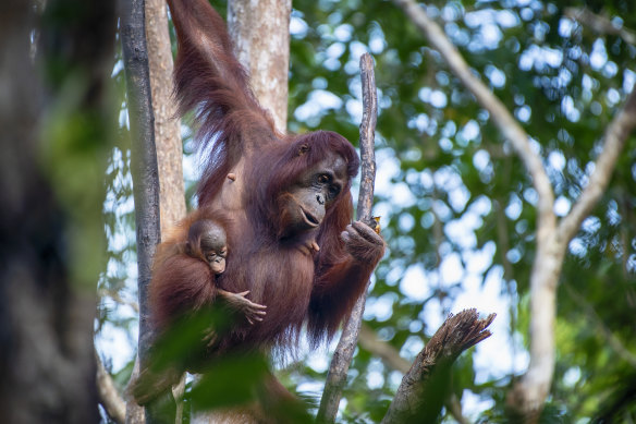 Borneo is home to the world’s largest wild orangutan population.