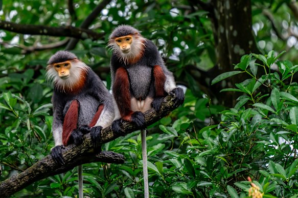 The red-shanked douc at the SIngapore Zoo – a species of Old World monkey.