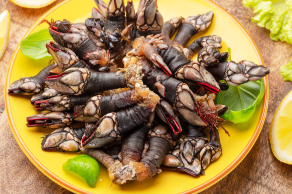 Not on the everyday menu … raw goose barnacles.