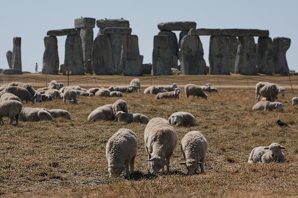 A flock of sheep grazes on dried grass next to the ancient stone circle at Stonehenge in Wiltshire, England.