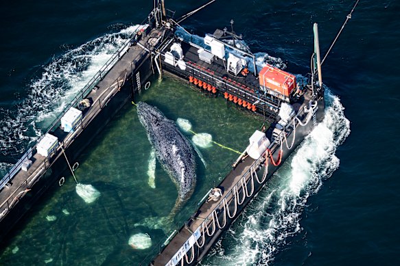 Timmy the humpback being transported towards the North Sea in a flooded cargo ship.