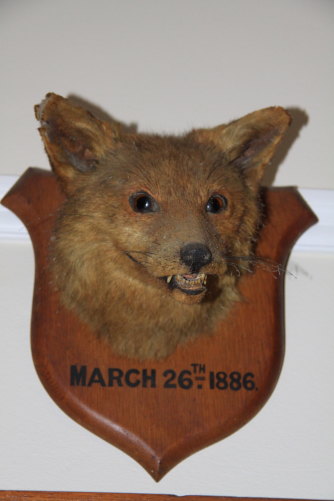 The first fox ever caught in Australia.