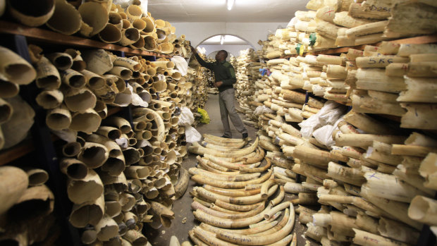 A Zimbabwe National Parks official inspecting the country's ivory stockpile at the Zimbabwe National Parks Headquarters in Harare, Zimbabwe.
