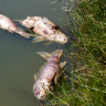 ‘Environmental disaster’: Council calls for tough penalties as fish deaths climb into thousands