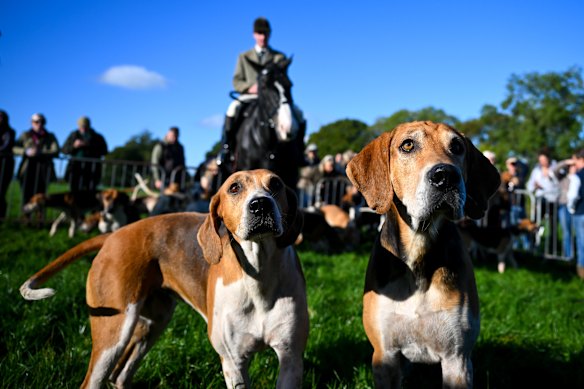 Riders and foxhounds from The East Devon Hunt are seen prior to taking part in a trail hunt on National Trail Hunting Day, on October 17, 2026 in Honiton, England. Since the Hunting Act 2004 came into force in 2005, most traditional fox hunts in England and Wales have adopted trail hunting, a practice in which hounds are intended to follow a pre-laid scent rather than a live animal.