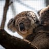 A koala and her joey rescued from bushfires that ravaged the Blue Mountains in 2020.