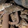 Mice scurry around stored grain on a farm near Tottenham, Australia, Wednesday, May 19, 2021. Vast tracts of land in Australia's New South Wales state are being threatened by a mouse plague that the state government describes as absolutely unprecedented." Just how many millions of rodents have infested the agricultural plains across the state is guesswork. (AP Photo/Rick Rycroft)