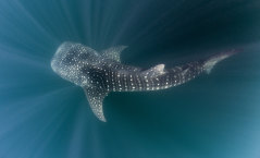 Whale Shark, Rhincodon typus, Triton Bay, West Papua, Indonesia.