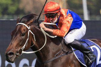 Nash Rawiller pushes Think It Over out to the line in the Rosehill Gold Cup.