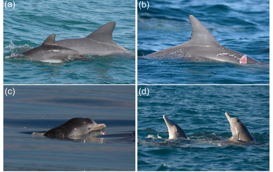 Bottlenose and humpback dolphins were tracked using their individualised dorsal fins.