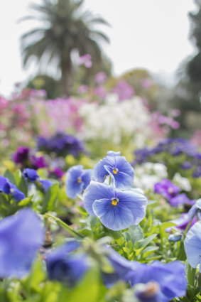 St Kilda Botanical Gardens 