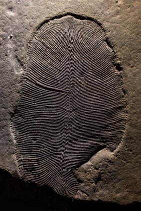  The Dickinsonia fossil, extracted by Ilya Bobrovskiy