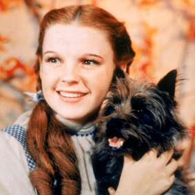 Judy Garland wore the slippers in the 1939 film The Wizard of Oz.