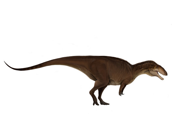 A carcharodontosaur.