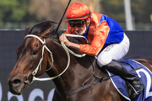 Nash Rawiller pushes Think It Over out to the line in the Rosehill Gold Cup.