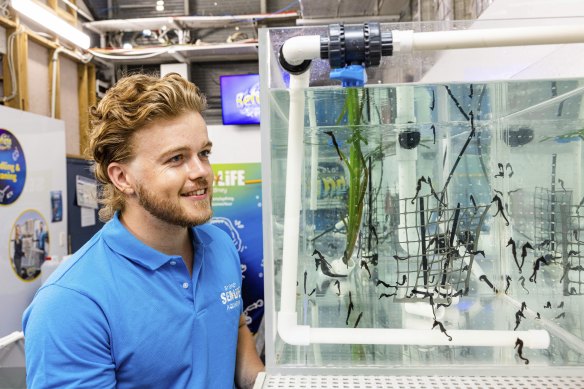 Sydney Aquarium scientist Patrick Noble, Curatorial Supervisor from SEA LIFE Sydney says he hopes the program teaches others to be mindful of the marine environment. 