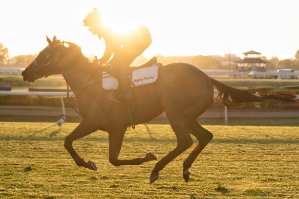 Hayes-trained horse Mr Brightside at Rosehill. Waller is a leading opponent of the proposed sale of the racetrack.