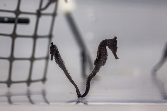 The White Seahorses are endangered across much of Australia, with urban pressures the main cause of their decline. 