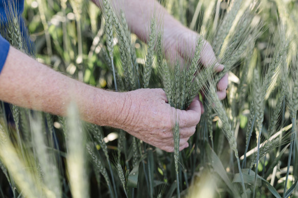 The price of Australian wheat is expected to shoot up as the Russia-Ukraine conflict squeezes supply for Middle Eastern and African buyers.