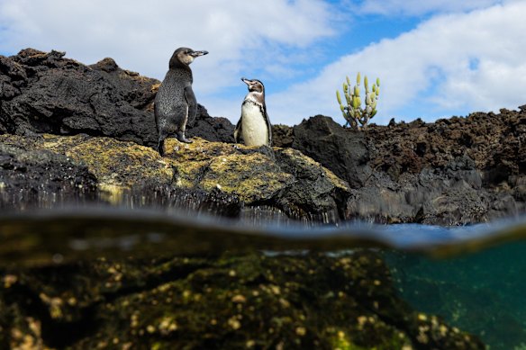 Two adult Galapagos penguins standing on a rock at the water’s edge.