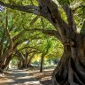 The Moreton Bay Figs of Hyde Park.