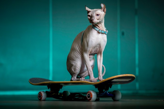 ‘I love my cats’: All’s fair for feted felines at curious new cat expo