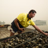 'Shell-shocked' Pacific oyster industry set to rebound in record time
