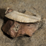 An Aboriginal edged stone tool at the orchid site.