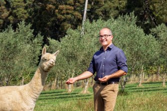 James Merlino feeds one of his alpacas on his family’s new property on Melbourne’s eastern fringe. 