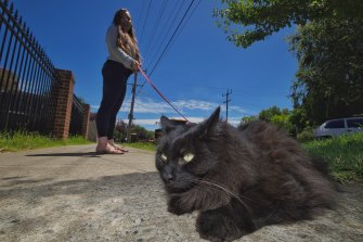 Cats will only be allowed on Fremantle council managed property, including roads and verges, if they are on a lead or contained.